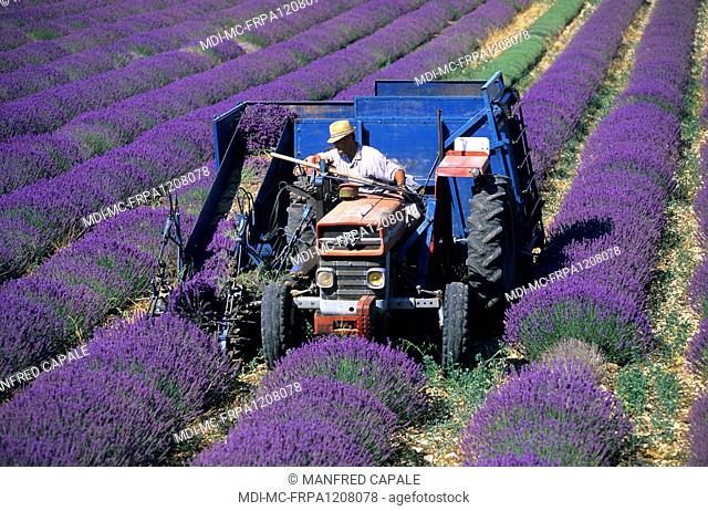 Mechanical harvest of lavender in fields