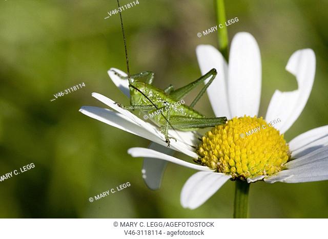 Great Green Bush Cricket, Tettigonia viridissima. Adult size: 28â. “36mm. Carnivorous, eating other insects and larvae. pest of field crops: wheat, barley, corn