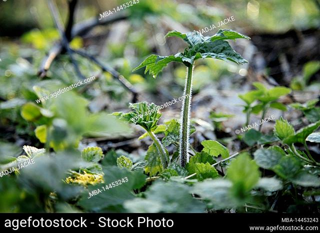 Giant hogweed in the forest