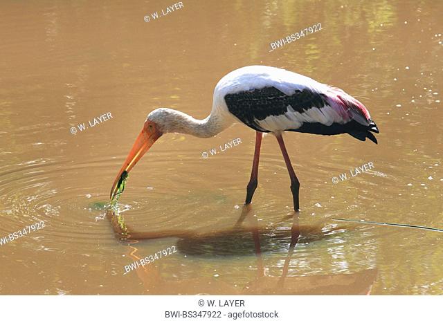 painted stork (Mycteria leucocephala, Ibis leucocephalus), catching prey, Sri Lanka, Yala National Park