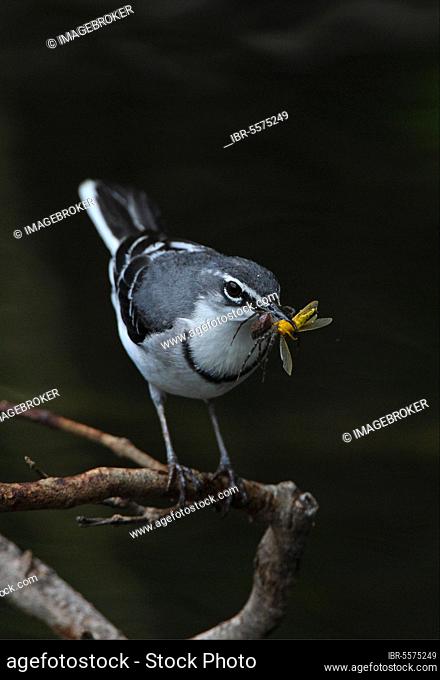 Long-tailed wagtail, Long-tailed wagtails, Songbirds, Animals, Birds, Mountain wagtail (Motacilla clara torrentium) adult, carrying food in beak