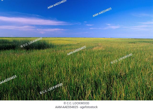 Healthy Wiregrass Marsh, St. Bernard Parish, Louisiana