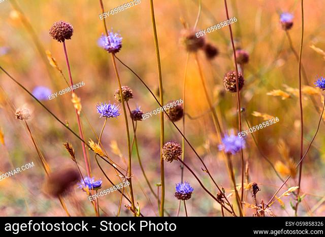 Blue wildflowers in the dry meadow. Fall time