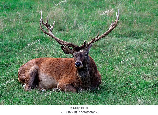 Rothirsch, maennlich (Cervus elaphus) Red Deer, male + Baden Wuerttemberg; GERMANY; Germany - GERMANY / Germany, 22/08/2004