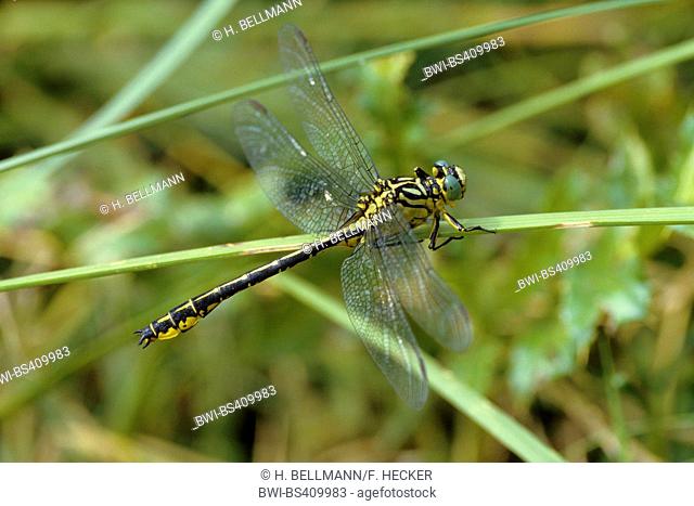 river clubtail, yellow-legged dragonfly (Gomphus flavipes, Stylurus flavipes), on a blade of grass