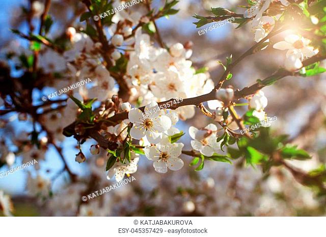 Branch of a flowering tree in warm sunlight. Spring sunny floral beautiful macro background. Tree in blossom. Artistic close-up photo