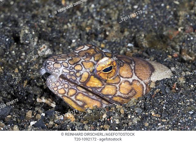 Napoleon Snake Eel, Ophichthus bonaparti, Lembeh Strait, North Sulawesi, Indonesia