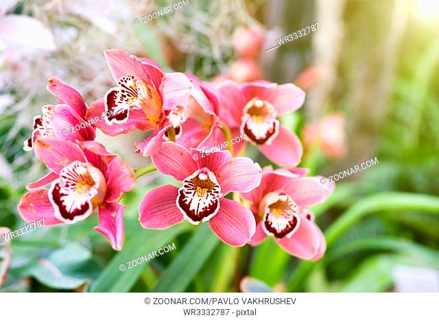 Red orchids in a wild tropical forest. Beautiful spring flowers with soft green background