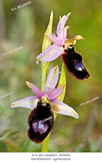 orchid (Ophrys bertoloniiformis, Ophrys bertolonii ssp. bertoloniiformis, Ophrys pseudbertolonii ssp. bertoloniiformis), blooming, Italy