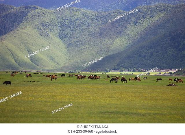 Horse grazing in meadow, Shangrila, China
