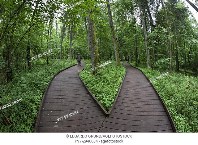 Wooden path. Bialowieza National Park. Bialowieza, Podlaquia, Poland, Europe