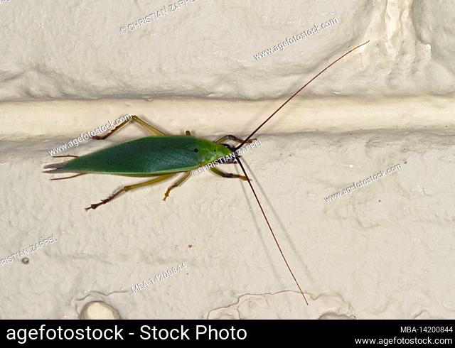 Grasshopper, (Katydid sp.), Kinabalu National Park, Sabah, Borneo, Malaysia