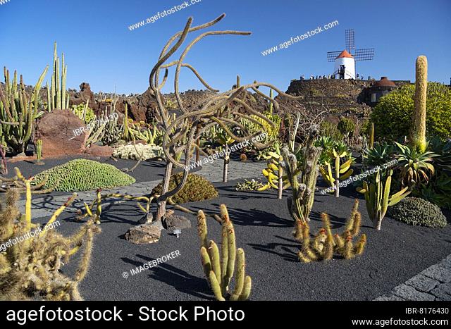 Jardín de Cactus, Cesar Manrique Cactus Garden, Lanzarote, Canary Islands, Canary Islands, Spain, Europe