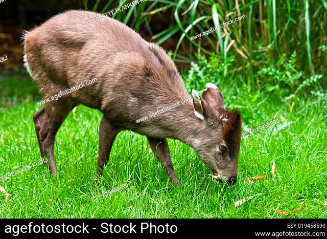 tufted Deer eating grass