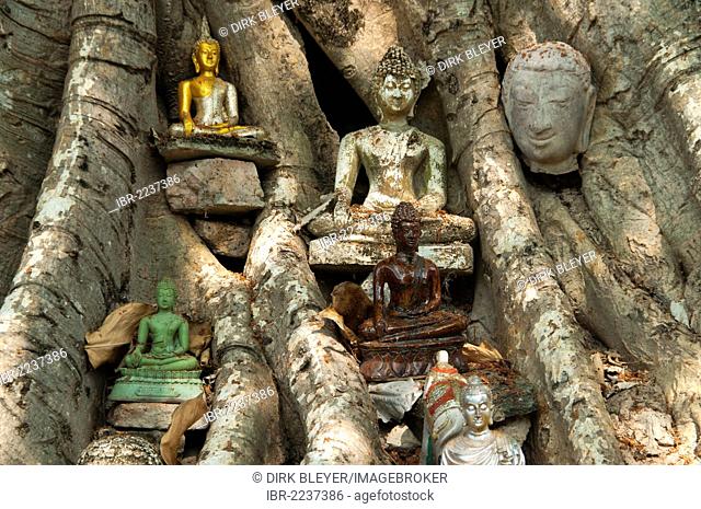 Tree with Buddha statues, Wat Sri Sawai temple, Sukhothai Historical Park, UNESCO World Heritage Site, Northern Thailand, Thailand, Asia