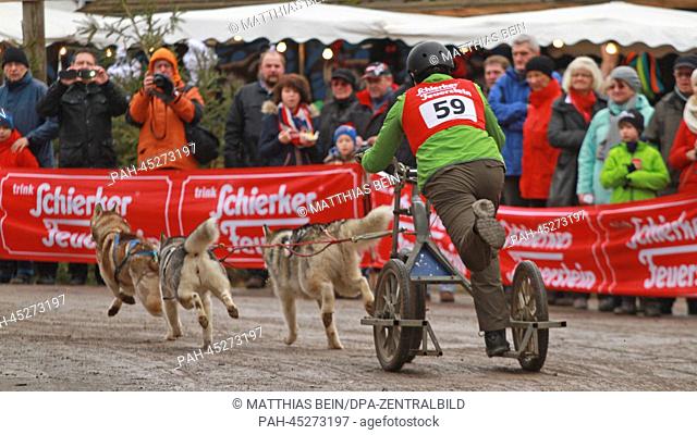 Frank Baumgarten guides his sled dogs during the first dog sled race of 2014 in Hasselfelde,  Germany, 04 January 2014. No sleds were able to be used due to a...