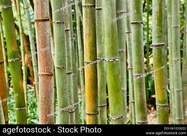 Bamboo plant details background close up