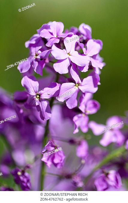 Ordinary night viole (Hesperis matronalis)