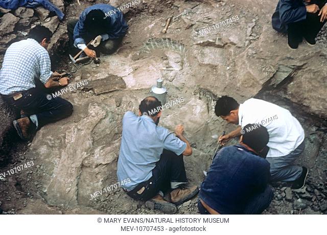 Palaeontologists excavating and preserving a tangled mass of Sauropod dinosaur fossil bones from an Upper Jurassic bonebed in Sichuan, China, 1982