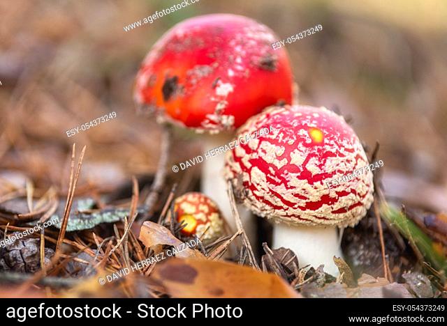 Amanita Muscaria, poisonous mushroom in natural forest background