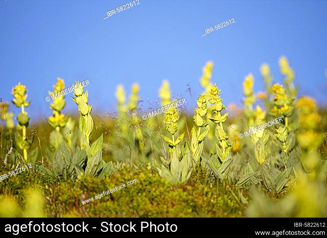 Great yellow gentian (Gentiana lutea), Vosges, France, Europe