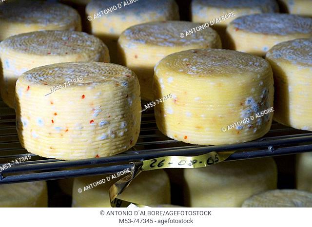 Chilli pepper flavoured cow cheese season in the seasoning room, province of Caserta, Campania, Italy