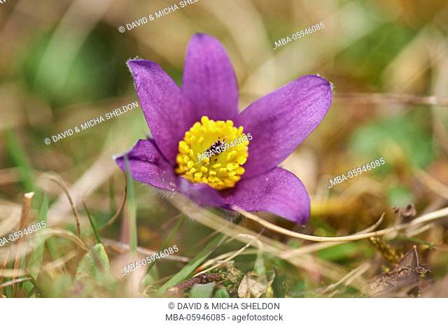 common pasque flower, Pulsatilla vulgaris, blossom, close-up
