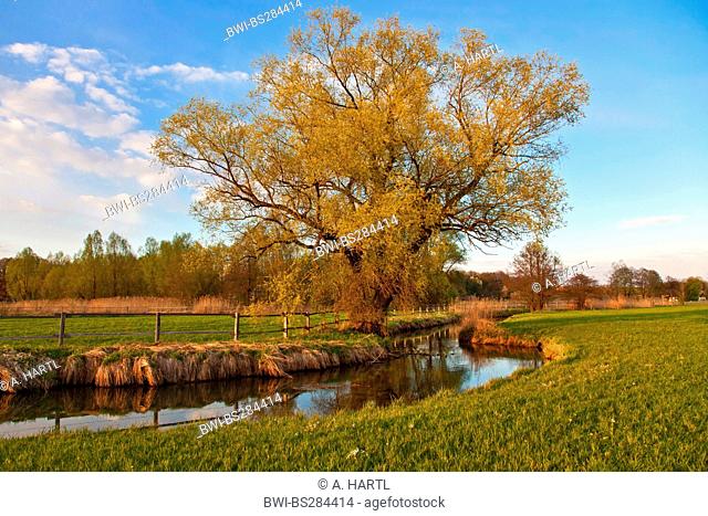 White willow (Salix alba), at a river in spring, Germany, Bavaria, Isental