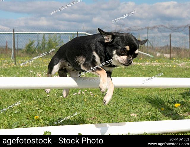 portrait of a cute purebred chihuahua in a training of agility