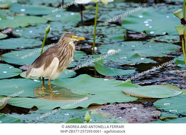 Indian pond heron or paddybird Ardeola grayii, Wilpattu National Park, Sri Lanka