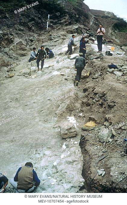 Palaeontologists excavating Sauropod dinosaur fossils on an Upper Jurassic fossilbed. The fossils had been washed up on riverbanks, Sichuan, China, 1982