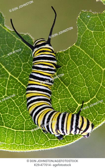 Monarch butterfly (Danaus plexippus) caterpillar feeding on milkweed leaf. Lively, ON, Canada