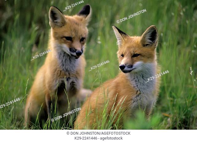 Red fox (Vulpes vulpes) Kits at the den, Killarney PP, Ontario, Canada