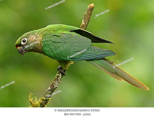 Maroon-bellied Parakeet (Pyrrhura frontalis), sitting on a branch, Atlantic Rainforest, State of São Paulo, Brazil, South America