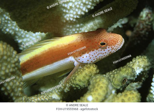 Blackside or Freckled Hawkfish Paracirrhites forsteri Rongelap, Marshall Islands N. Pacific