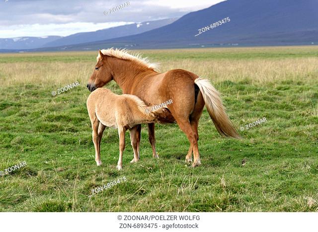 Icelandic horses, mare with suckling foal, Iceland