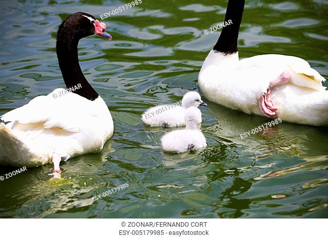 goose breeding with her parents in a river of green water