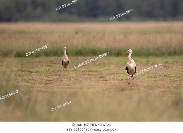 White storks in the wild