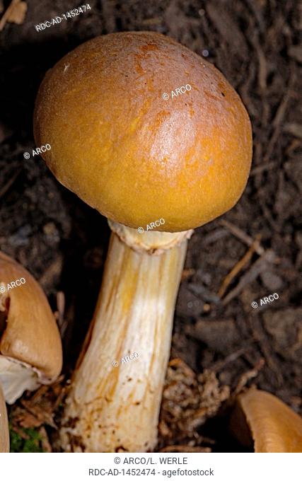 gypsy mushroom, Cortinarius caperatus