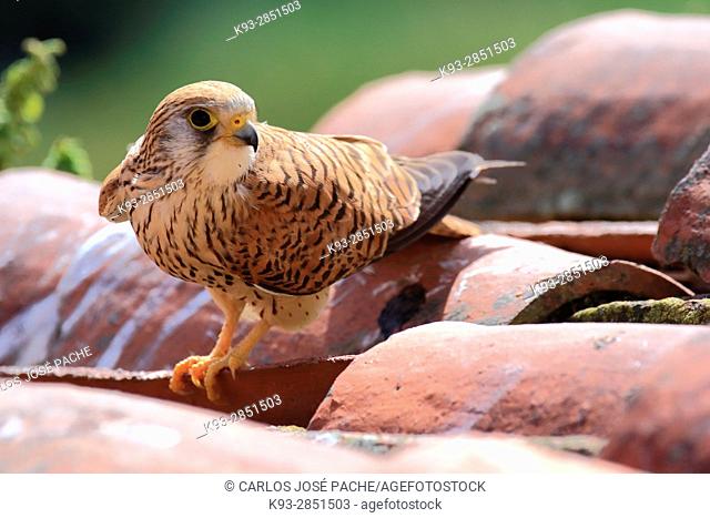 Hembra de Cernicalo Primilla ' Falco naumanni, ' en un tejar en Extremadura