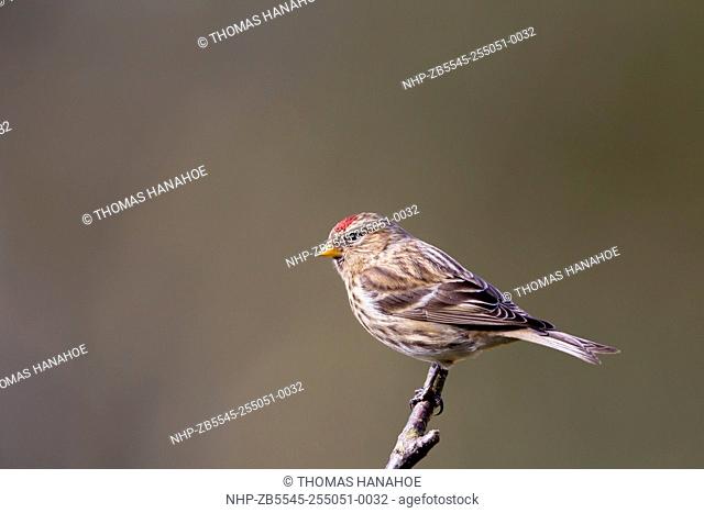 Red poll (Carduelis flammea) perched on a tree branch against a diffused background, Bedfordshire England UK