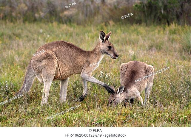 Eastern Grey Kangaroo Macropus giganteus adult female with young, feeding, Wilson's Promontory N P , Victoria, Australia
