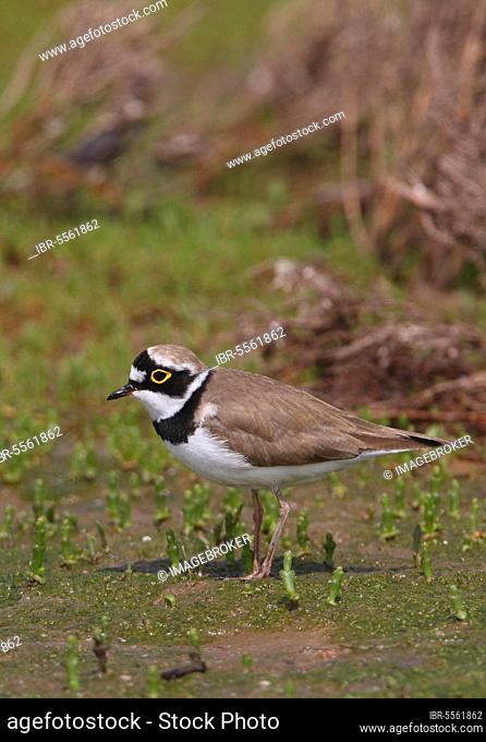 Little Ringed Plover (Charadrius dubius curonicus) adult, summer plumage, standing on mudflats, Beidaihe, Hebei, China, Asia