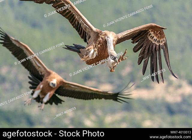 Griffon vultures, Gyps fulvus, in flight