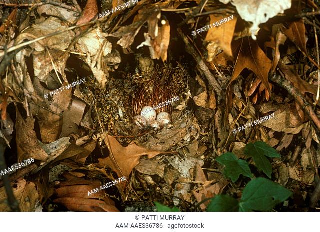 Worm-Eating Warbler Nest w/4 Eggs Lined w/Haircap Moss (Helmitheros vermivorus) NJ