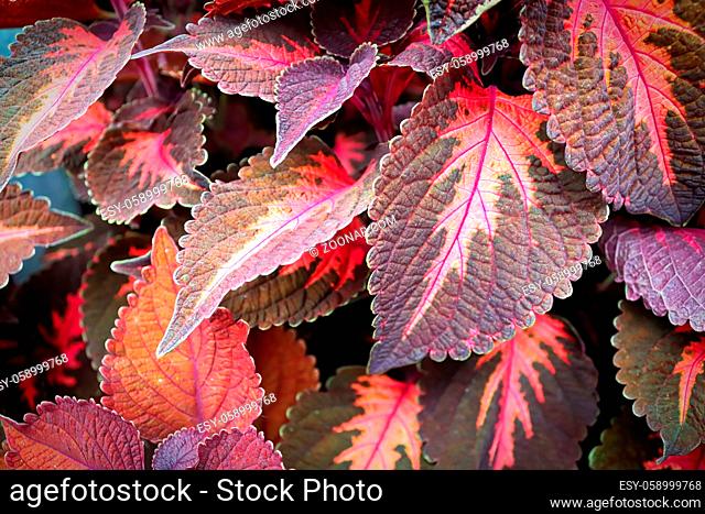 Macro of pink and brown coleus plant leaves
