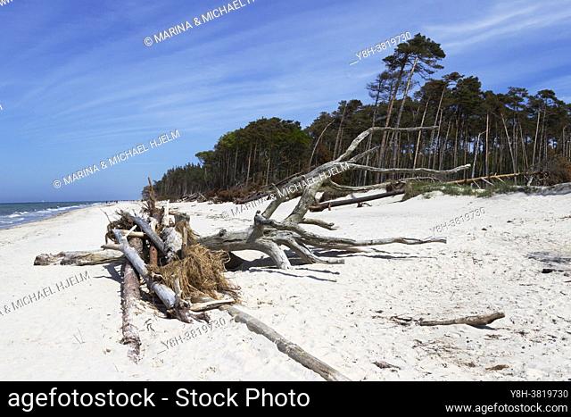 tree skeleton at darsser beach, Rugia; Germany