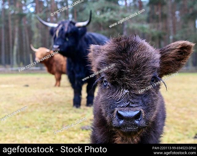 13 January 2022, Brandenburg, Baruth: A few days old Highland calf stands in front of its mother Berta in the Johannismühle Game Park