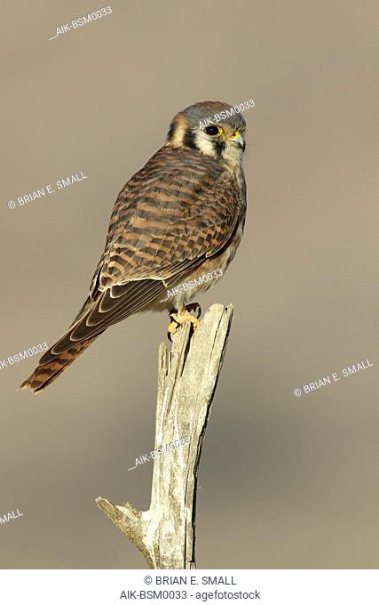 Adult female American Kestrel (Falco sparverius) perched on a branch in Riverside County, California, USA in November 2016