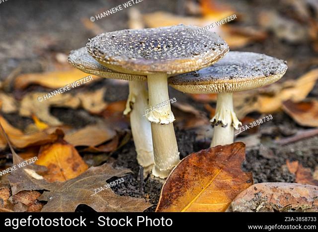 Closeup of mushrooms in autumn
